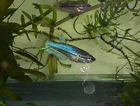 Betta Fry 7.5 weeks 2